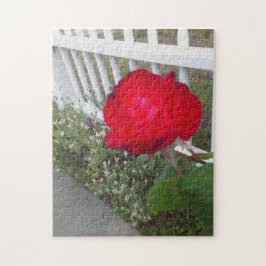 Quebra-cabeça Cerca branca escolhida e uma rosa vermelha maravil