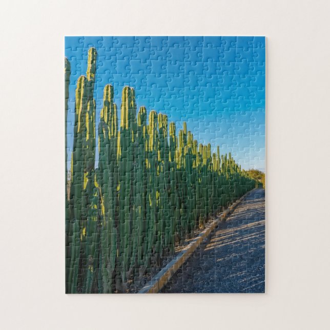 Quebra-cabeça cerca de cactus de Aruba (Vertical)