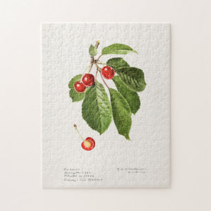 Quebra-cabeça Cerejas (Prunus Avium) Pintura em Aquarela de Frut
