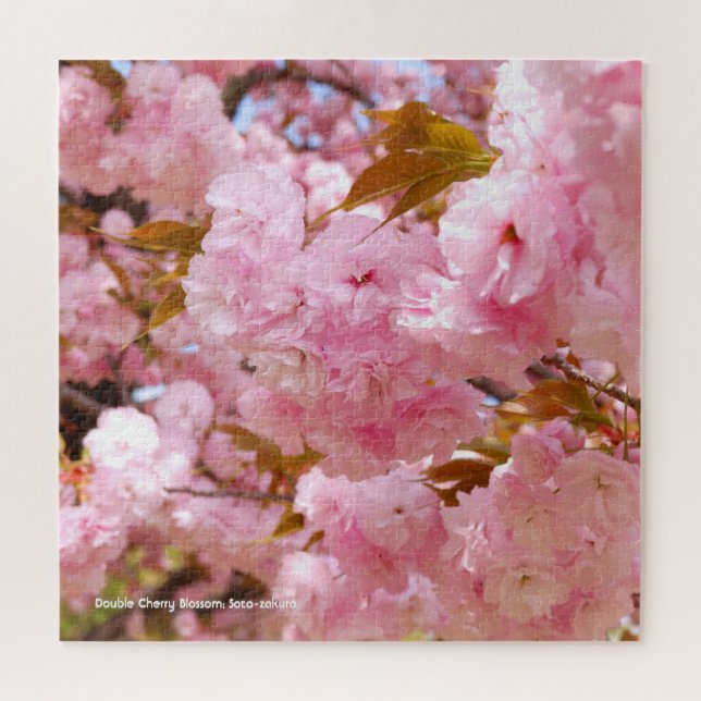 Quebra-cabeça Cerejeira Dupla: Sato-zakura (Horizontal)