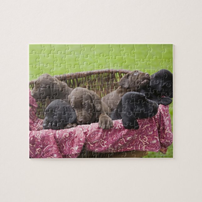 Quebra-cabeça Cesto de cachorros labradores (Horizontal)