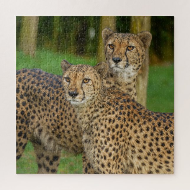 Quebra-cabeça Cheetah Duo (Vertical)