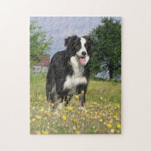 Quebra-cabeça cheio 3.png de border collie