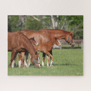 Quebra-cabeça Chestnut Quarter Horse Mares and Fotos