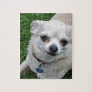 Quebra-cabeça Chihuahua