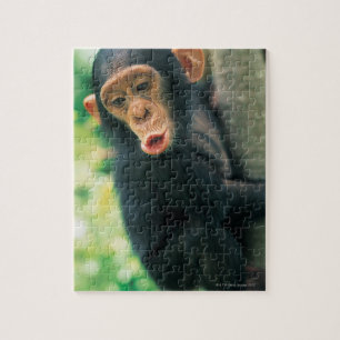 Quebra-cabeça Chimpanzé novo (troglodytes da bandeja)