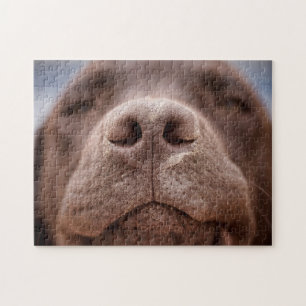 Quebra-cabeça Chocolate Labrador Nose Closeup