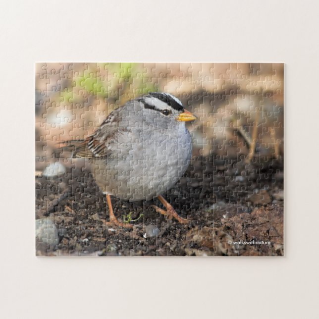 Quebra-cabeça Chubby White-Crowned Sparrow no Sol de inverno (Horizontal)