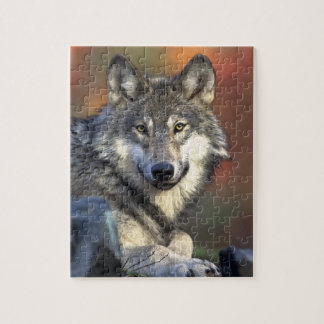 Quebra-cabeça Cinza Wolf