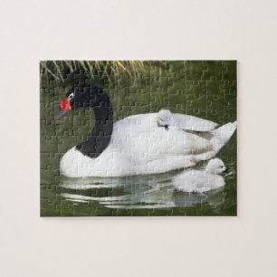 Quebra-cabeça Cisne de pescoço preto adulto e filhotes na água.