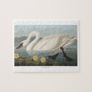 Quebra-cabeça cisnes brancas de pássaro de audubon do cisne