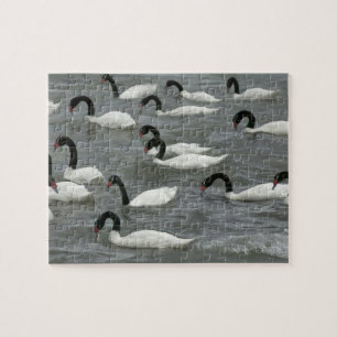 Quebra-cabeça Cisnes de pescoço preto (Cygnus melancoryphus)