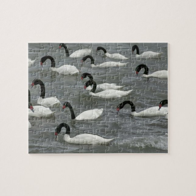 Quebra-cabeça Cisnes de pescoço preto (Cygnus melancoryphus) (Horizontal)