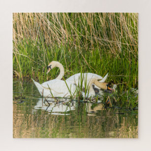 Cisnes no Lago - Quebra-Cabeça - Geniol