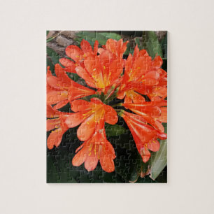 Quebra-cabeça Clivia Miniata - A linda flor laranja