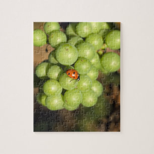 Quebra-cabeça Close de uma joaninha em uvas verdes Pinot Noir