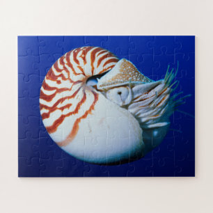 Quebra-cabeça Close-Up de Nautilus-Camarado