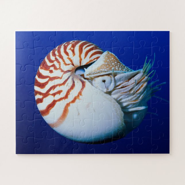 Quebra-cabeça Close-Up de Nautilus-Camarado (Horizontal)