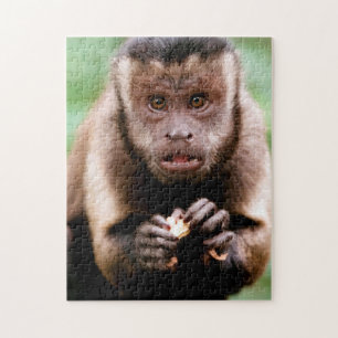 Quebra-cabeça Close-up de um macaco capuchinho de cabeça preta
