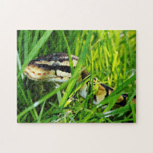 Quebra-cabeça Cobra de Ball Python no Grass