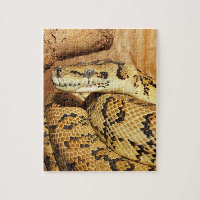 Quebra-cabeça cobra python (Vertical)