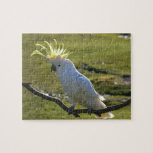 Quebra-cabeça Cockatoo Prendido de Enxofre Amarelo australiano