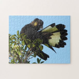 Quebra-cabeça Cockatoo preto de cauda amarela