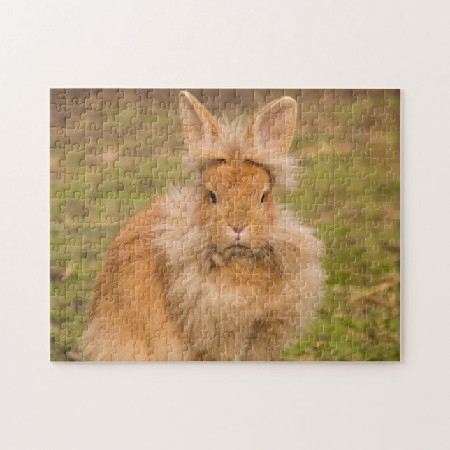 Quebra-cabeça Coelho Flauffy Red Lionhead (Horizontal)