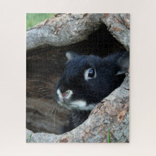 Quebra-cabeça Coelho Preto em Oco de uma Árvore Foto