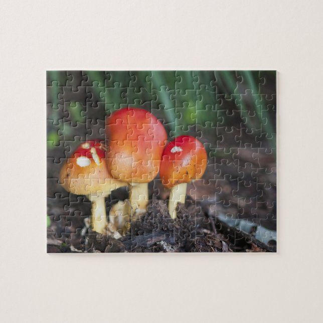 Quebra-cabeça cogumelo da família Amanita (Horizontal)