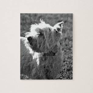 Quebra-cabeça Coleção adorável de Westie Terrier
