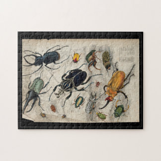 Quebra-cabeça Coleoptera (besouros e gorgojos). Água-forte color