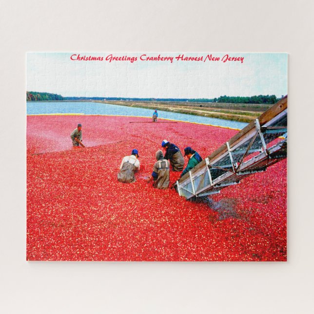 Quebra-cabeça Colheita de Cranberry em Nova Jersey. (Horizontal)