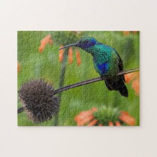 Quebra-cabeça Colibri bonito