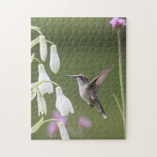 Quebra-cabeça colibri Rubi-throated