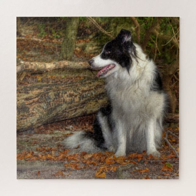 Quebra-cabeça Collie na Floresta 676 Peças (Horizontal)