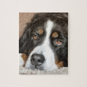 Quebra-cabeça colocação do cão de montanha bernese