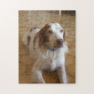 Quebra-cabeça colocação do spaniel de brittany