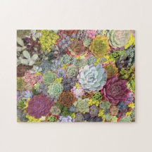 Colorida Greenerent Succulents