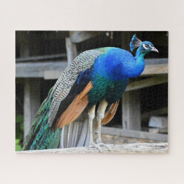 Quebra-cabeça Colorida Masculina Peacock