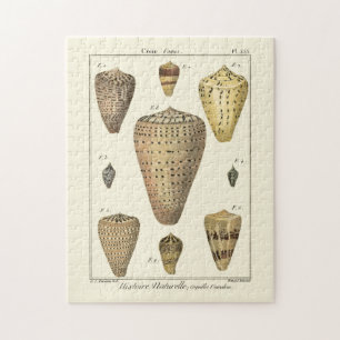 Quebra-cabeça Conchas Vintage Cone