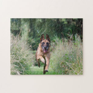 Quebra-cabeça Corredor Malinois Belga
