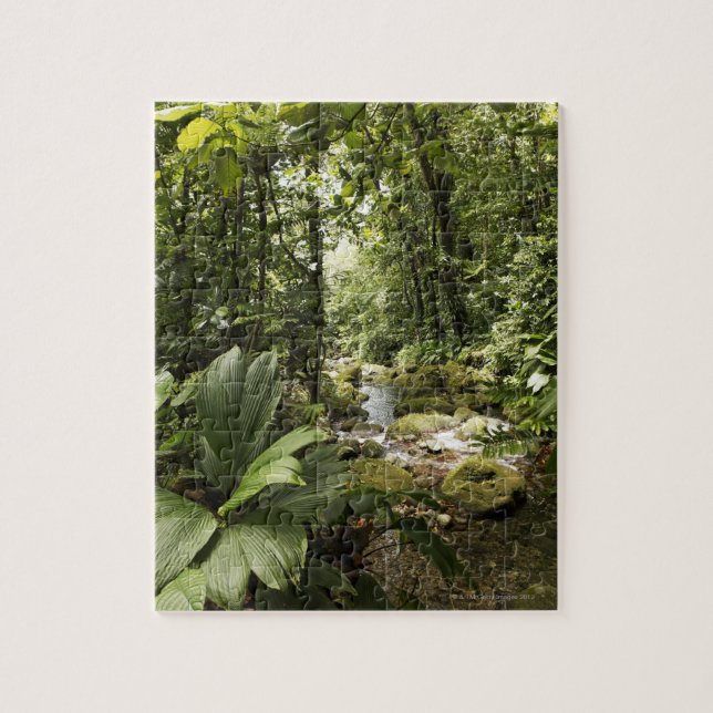 Quebra-cabeça córrego na floresta húmida, Dominica (Vertical)