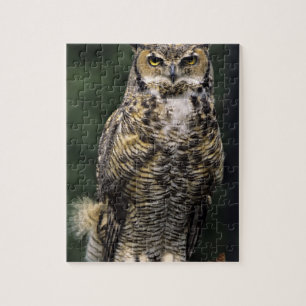 Quebra-cabeça Coruja-americana (Bubo virginianus), corpo inteiro
