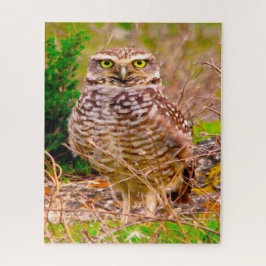 Quebra-cabeça Corujas - Aves de Rapina.