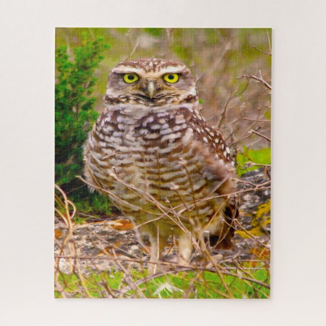 Quebra-cabeça Corujas - Aves de Rapina. (Vertical)