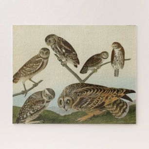 Quebra-cabeça Corujas que se enturmam - das Aves da América de A