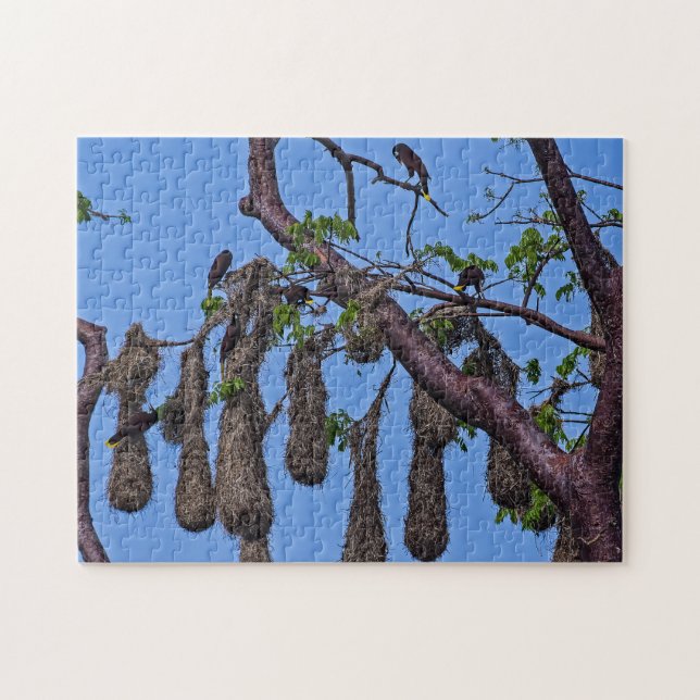 Quebra-cabeça Costa Rica, Punta Cahuita - Psarocolius decumanus (Horizontal)