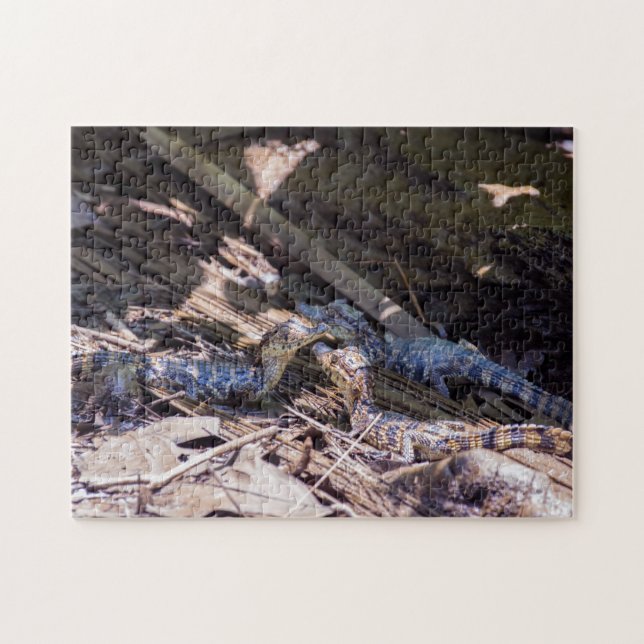 Quebra-cabeça Costa Rica, Tortuguero - Crocodilos-bebê (Horizontal)