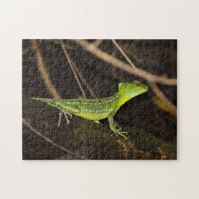 Quebra-cabeça Costa Rica, Tortuguero - Emerald Basilisk Lizard (Horizontal)